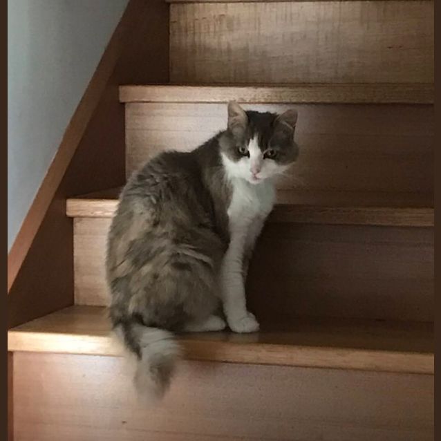 Photo of Rosie Elder Kitty