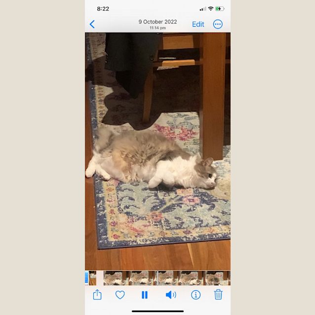 Photo of Rosie Elder Kitty