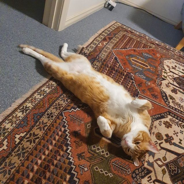 Photo of Simba