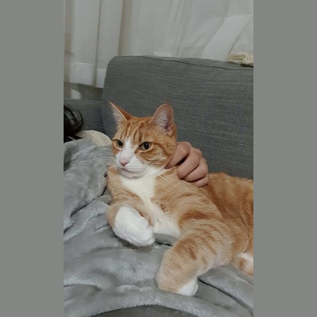 Photo of Simba