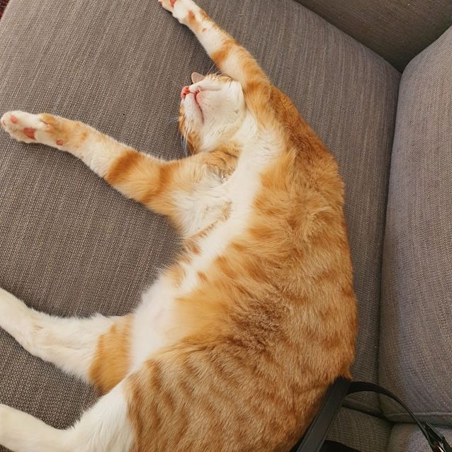 Photo of Simba