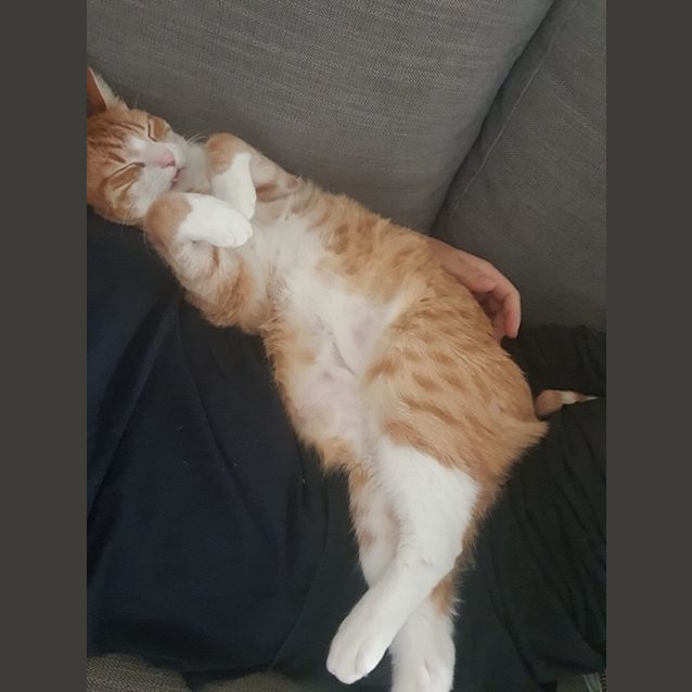 Photo of Simba