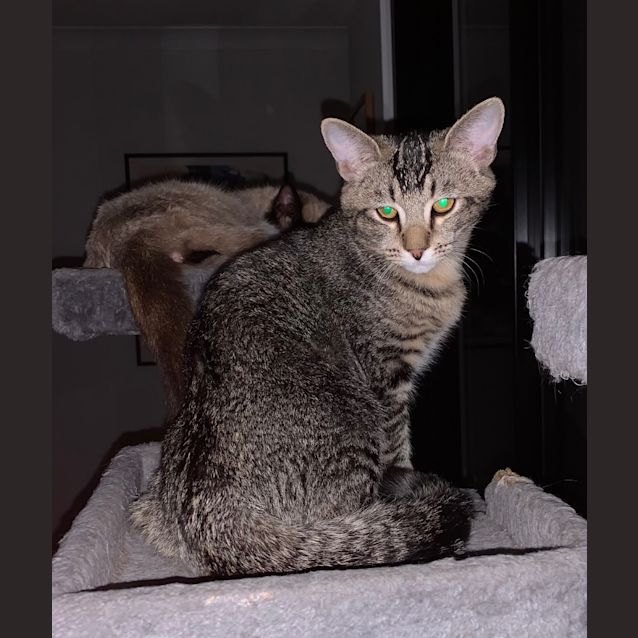Photo of Barney