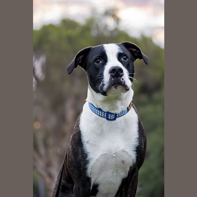 Photo of Jax
