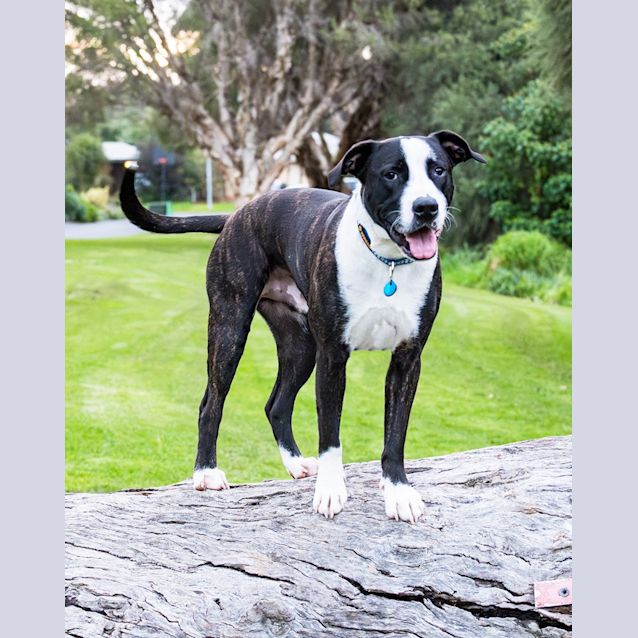 Photo of Jax