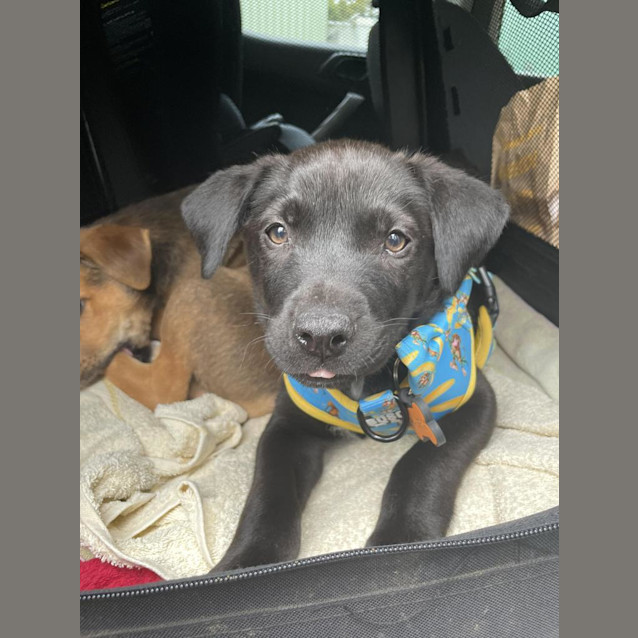Photo of Maverick