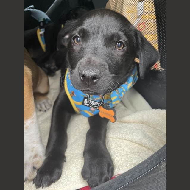 Photo of Maverick