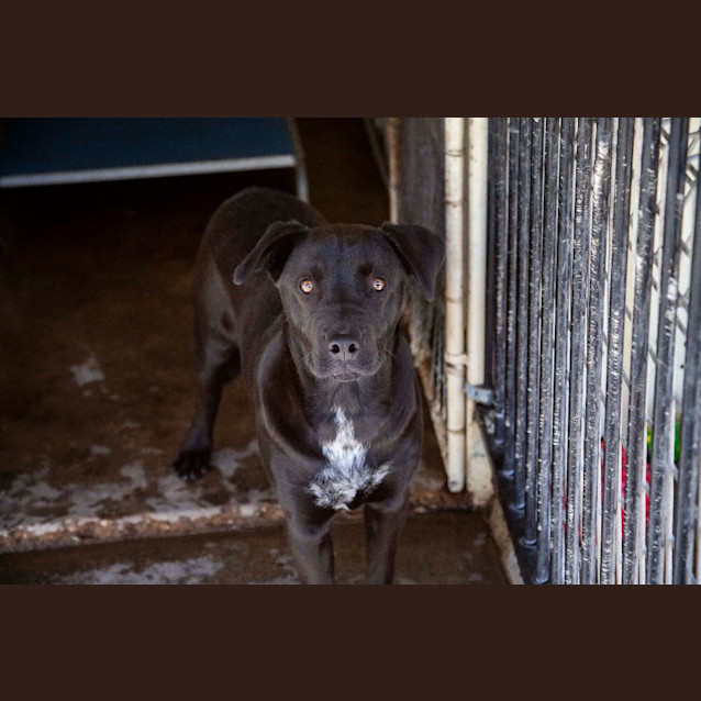 Photo of Maverick