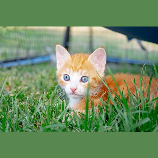 Photo of Pickle