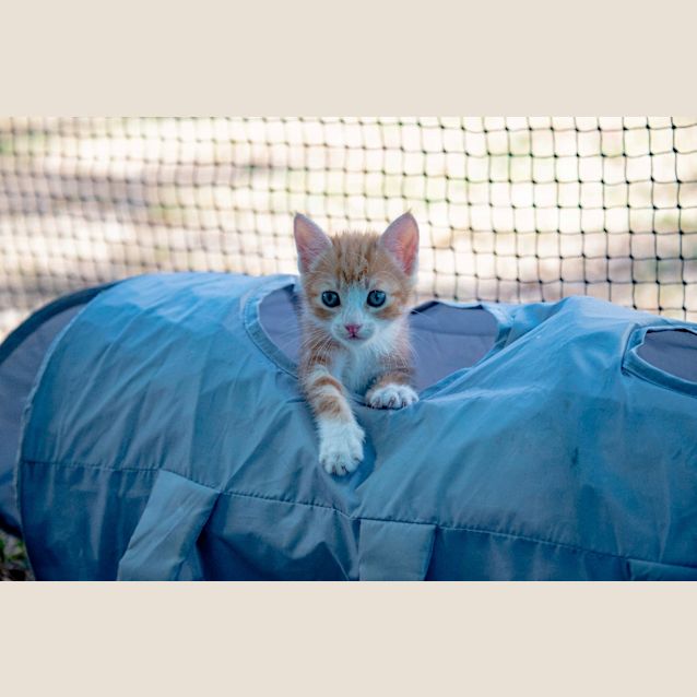 Photo of Pickle