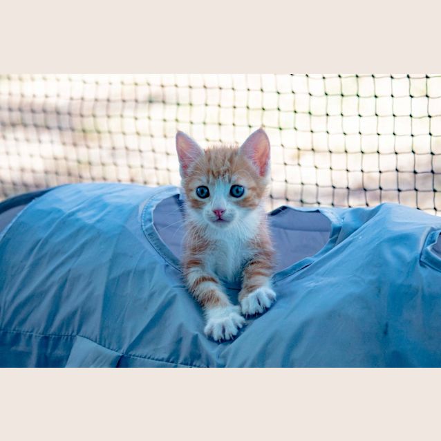 Photo of Pickle