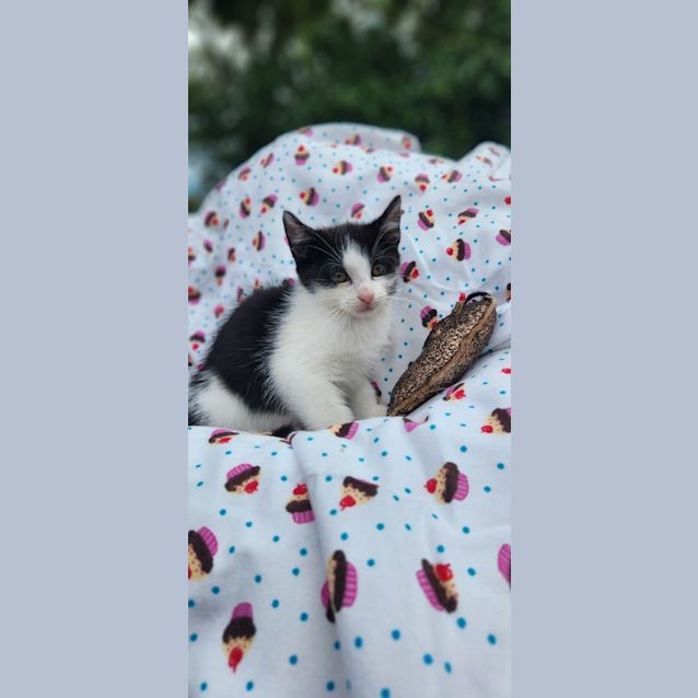 Photo of Pippie
