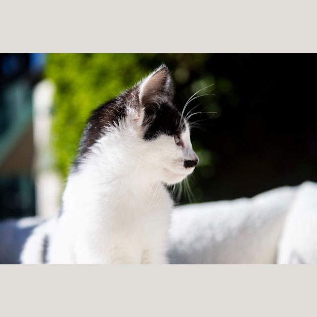 Photo of Clover