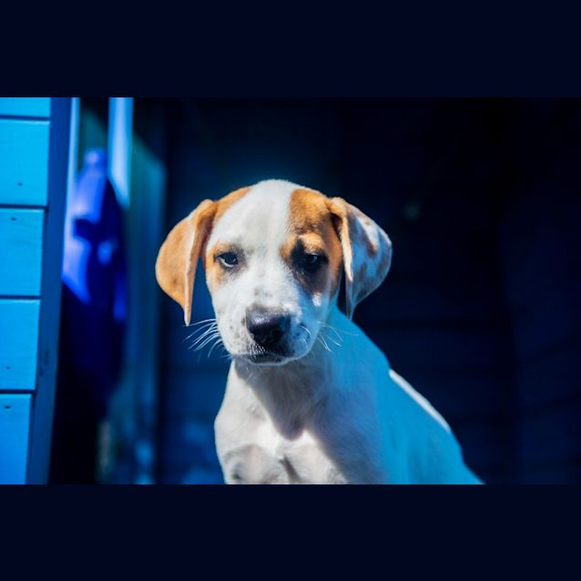 Photo of Pepperoni