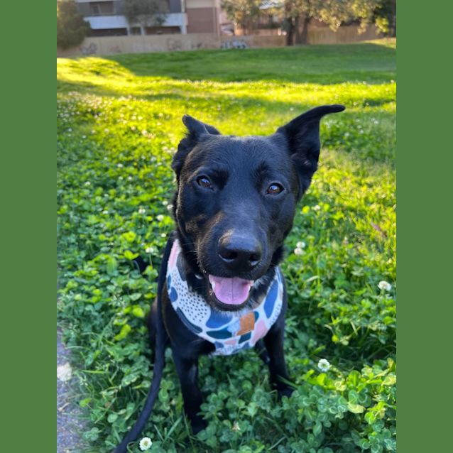 Photo of Omra   1.5 Year Old Blue Heeler X Labrador (Trial)