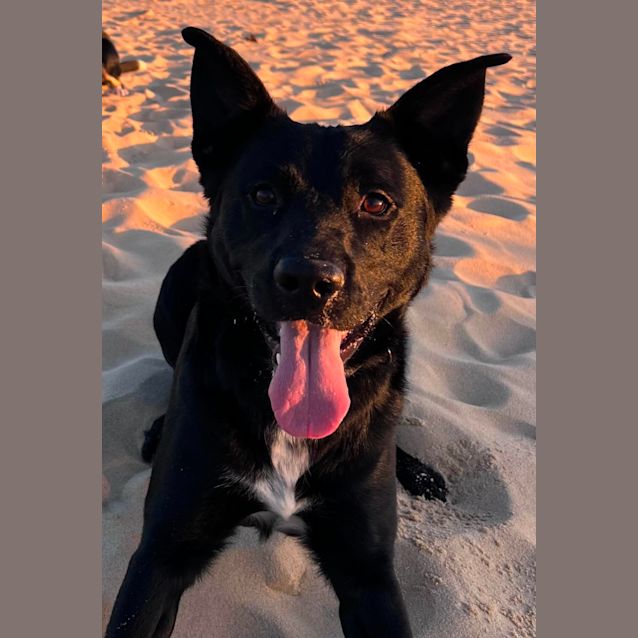 Photo of Omra   1.5 Year Old Blue Heeler X Labrador (Trial)