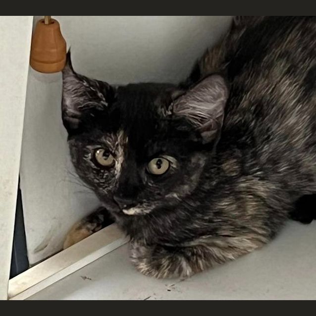 Photo of Firecracker