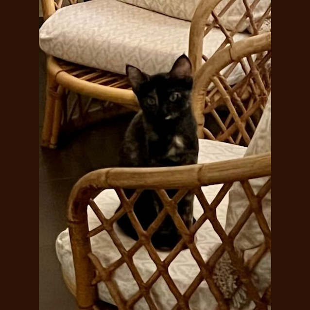 Photo of Firecracker