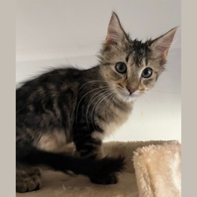 Photo of Gizmo