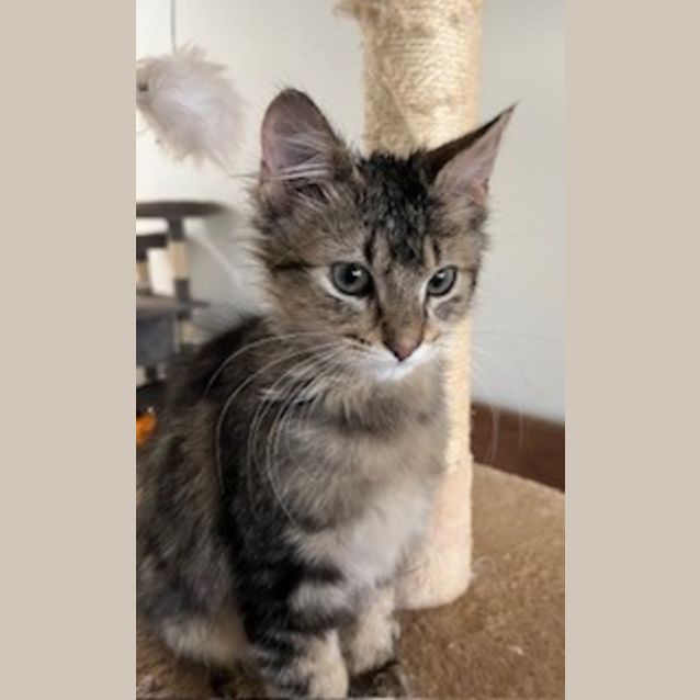 Photo of Gizmo