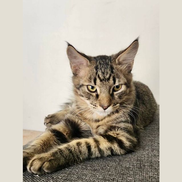 Photo of Tiger