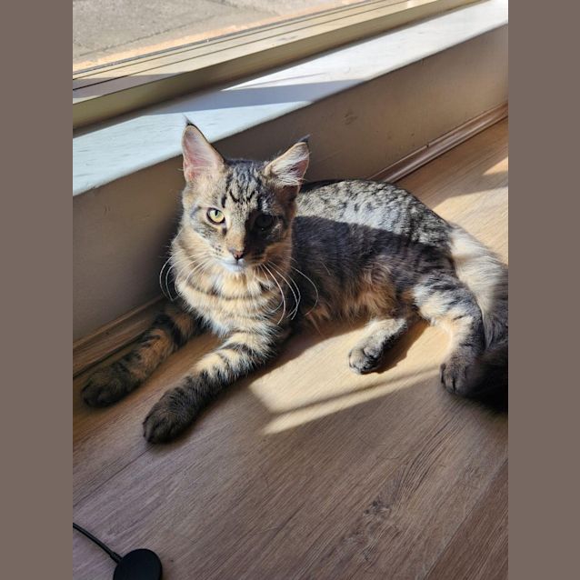 Photo of Tiger