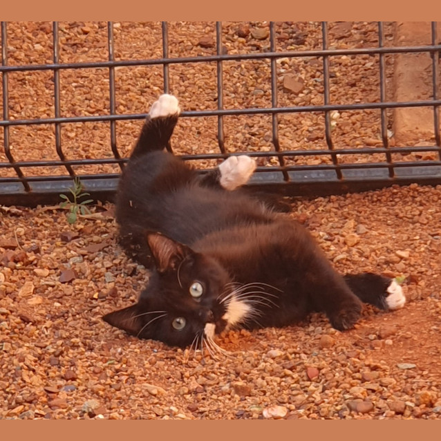 Photo of Tuxedo