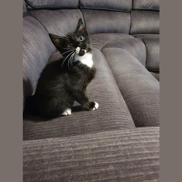 Photo of Tuxedo