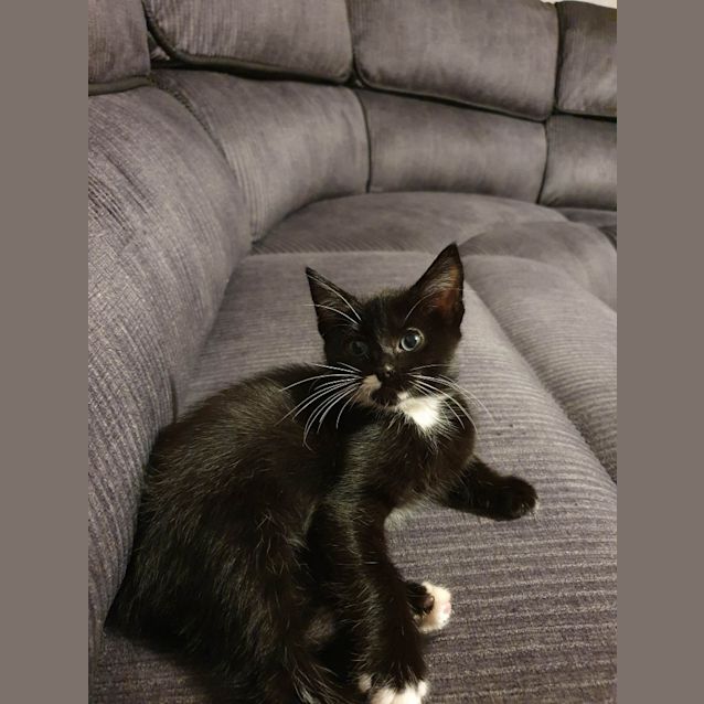 Photo of Tuxedo
