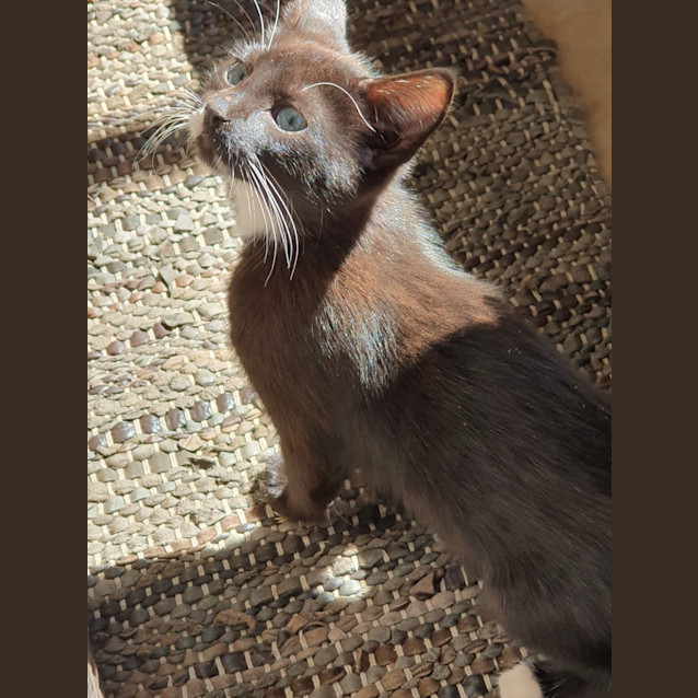 Photo of Tuxedo