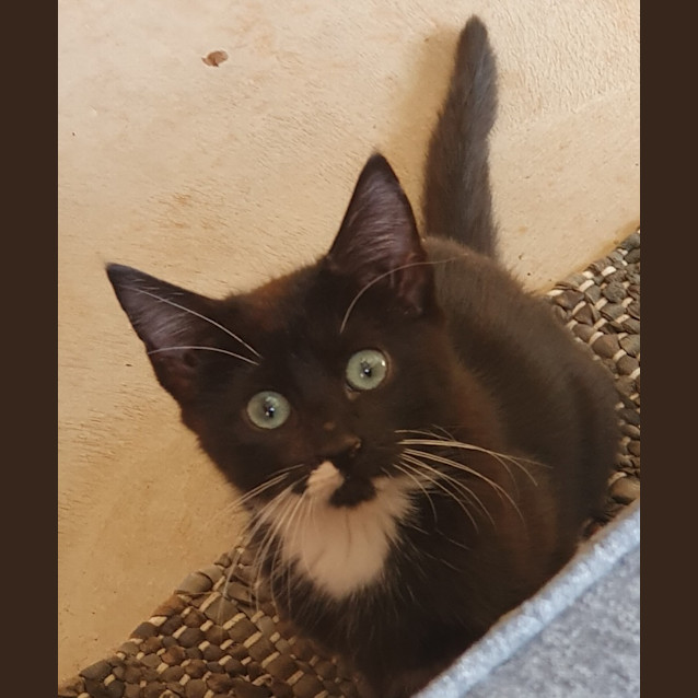 Photo of Tuxedo