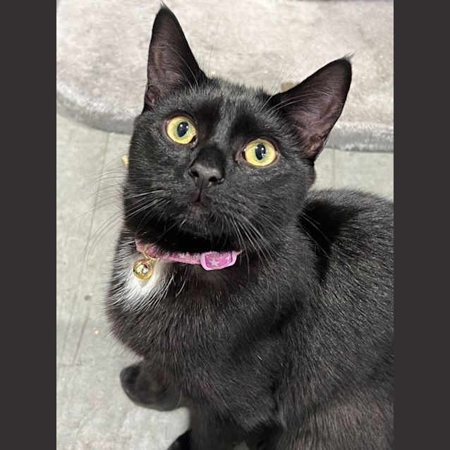 Photo of Oro