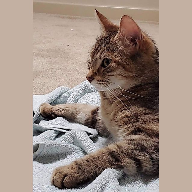 Photo of Ophelia