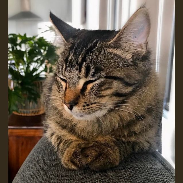 Photo of Snug