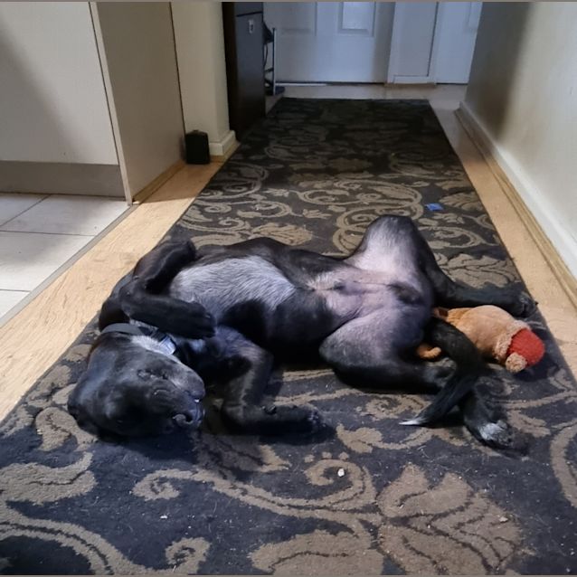 Photo of Lucky (Budd)