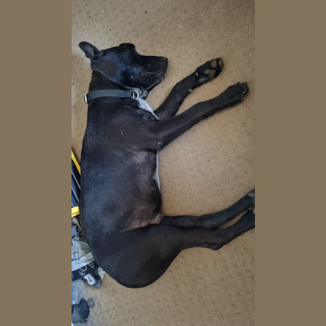 Photo of Lucky (Budd)