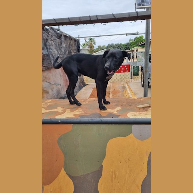 Photo of Lucky (Budd)