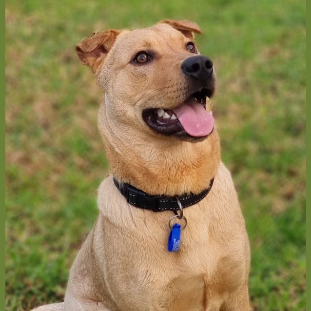 Photo of Bandit