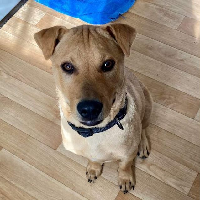 Photo of Bandit