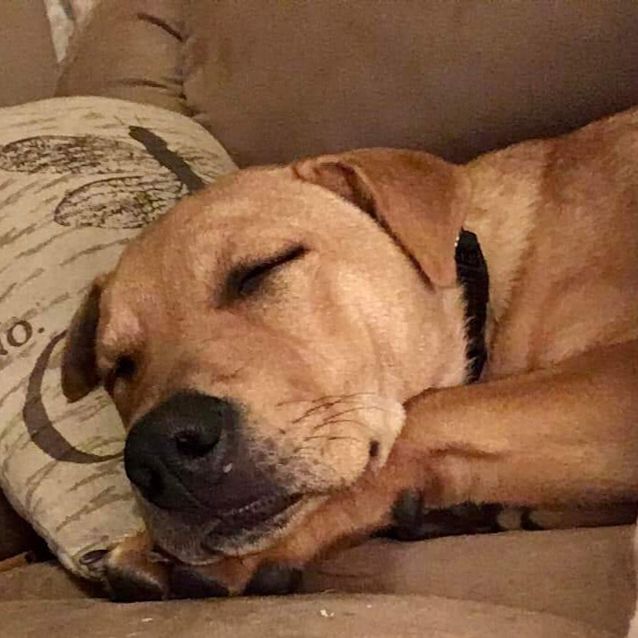 Photo of Bandit