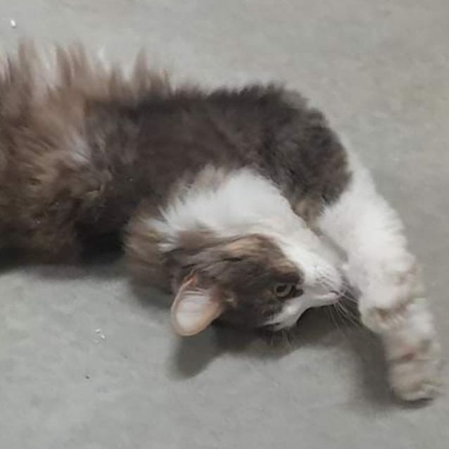 Photo of Fluffy Milly