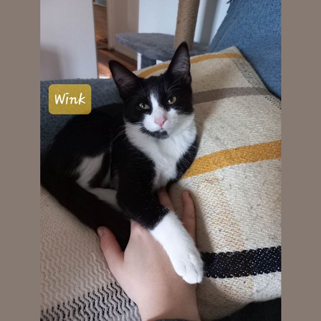 Photo of Wink
