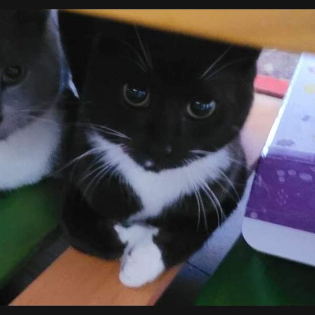 Photo of Spook
