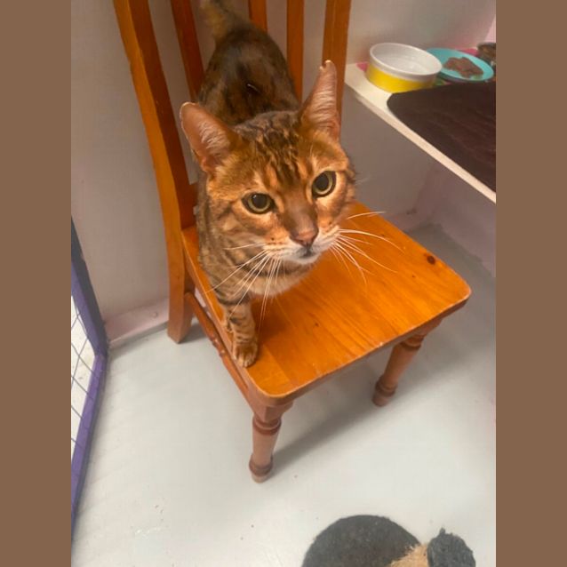 Photo of Simba 