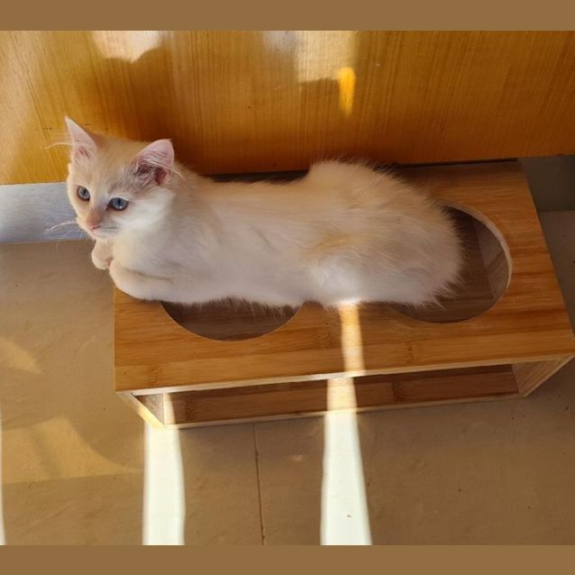 Photo of Laylah