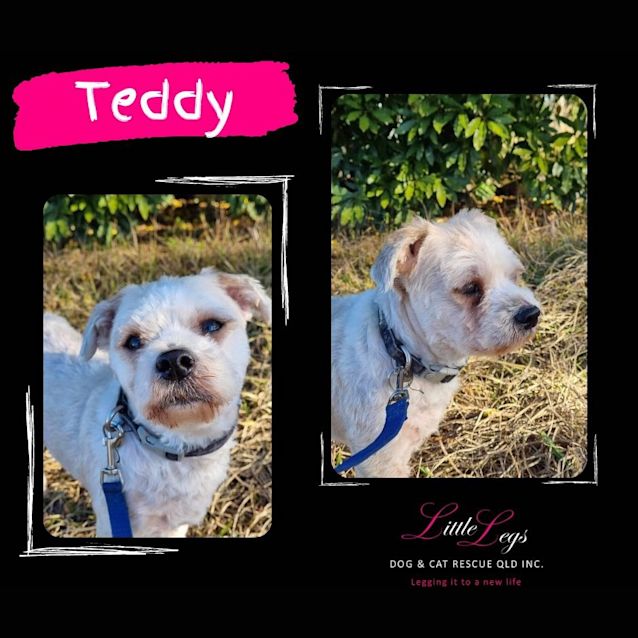 Photo of Teddy
