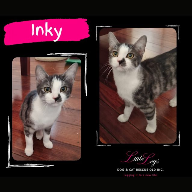 Photo of Inky