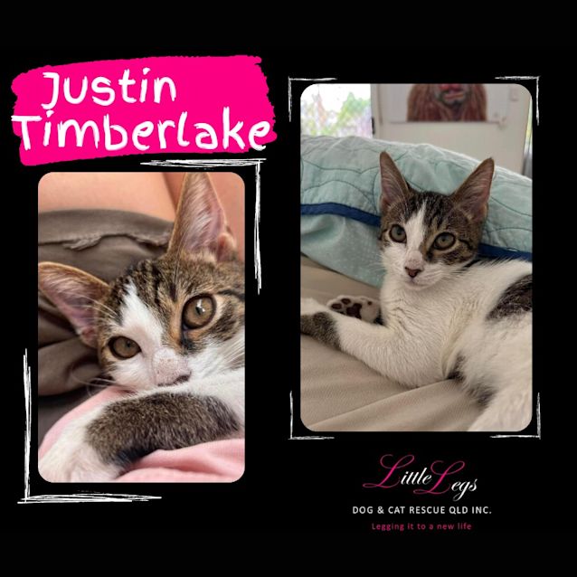 Photo of Justin Timberlake