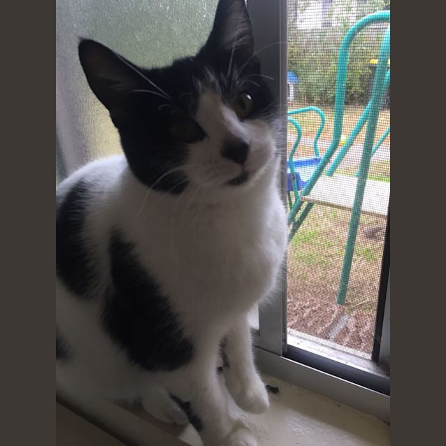 Photo of Sunset   9 Month Old Domestic Short Hair