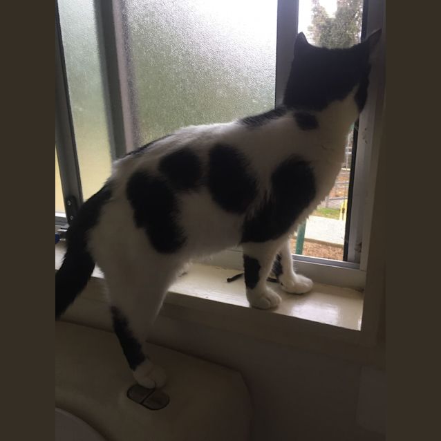 Photo of Sunset   9 Month Old Domestic Short Hair